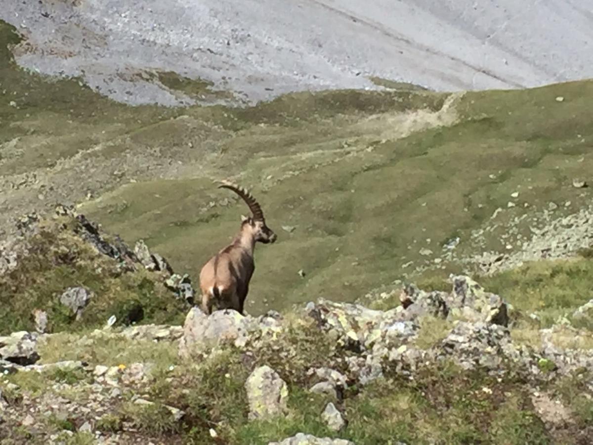 Chasa Mundin Apartment Scuol Bagian luar foto
